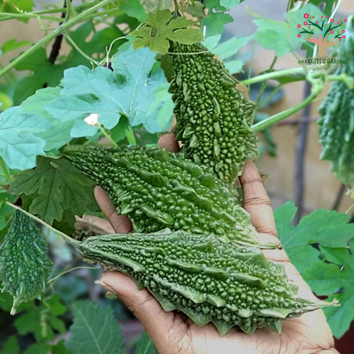 Desi bitter gourd (karela) harvest