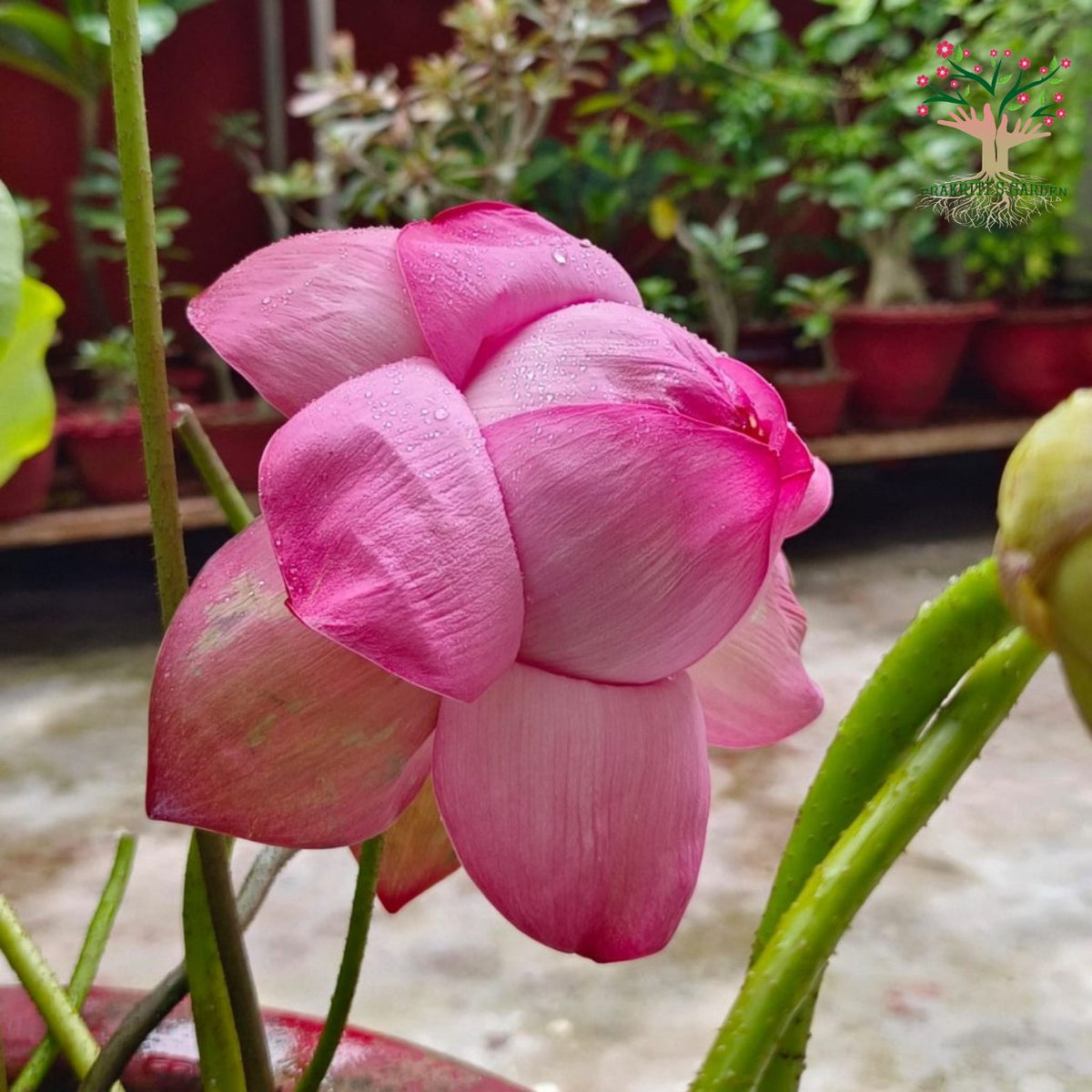 Pink lotus (kamal) flower