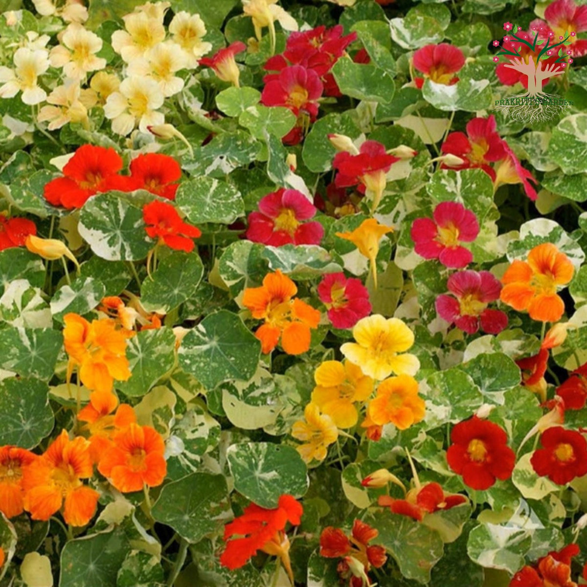 Nasturtium Alaska mix flowers