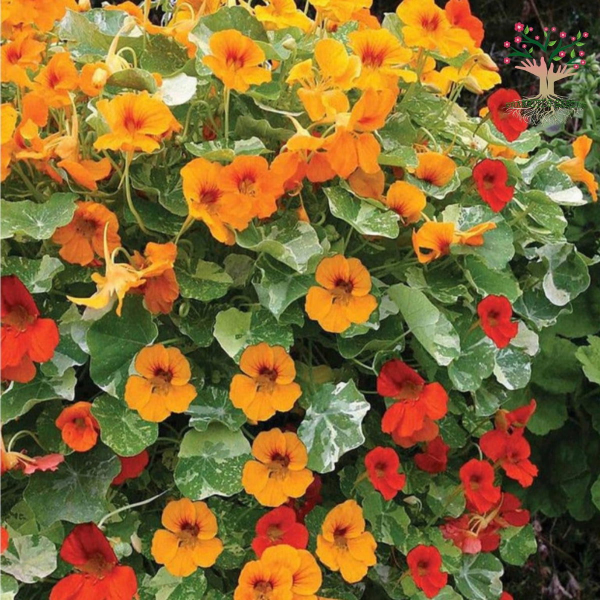 Nasturtium variegated flowers in bloom