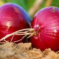 Red onions (pyaaz)