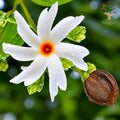 Night jasmine (parijat) flower and seed pod