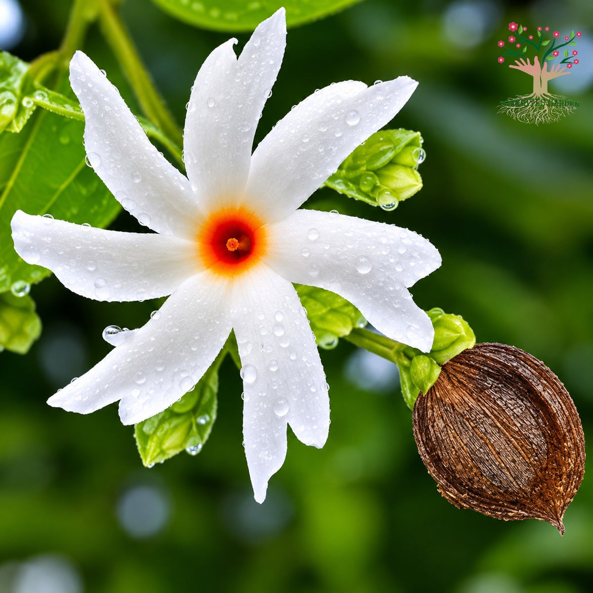 Night jasmine (parijat) flower and seed pod