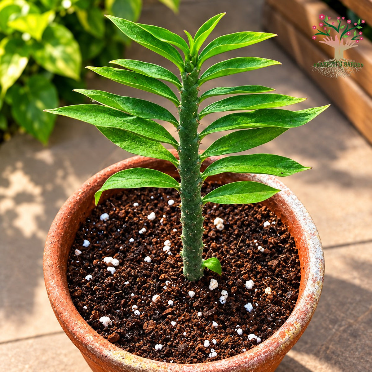 Pedilanthus tithymaloides plant in pot