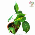 Philodendron Brasil variegated trailing plant