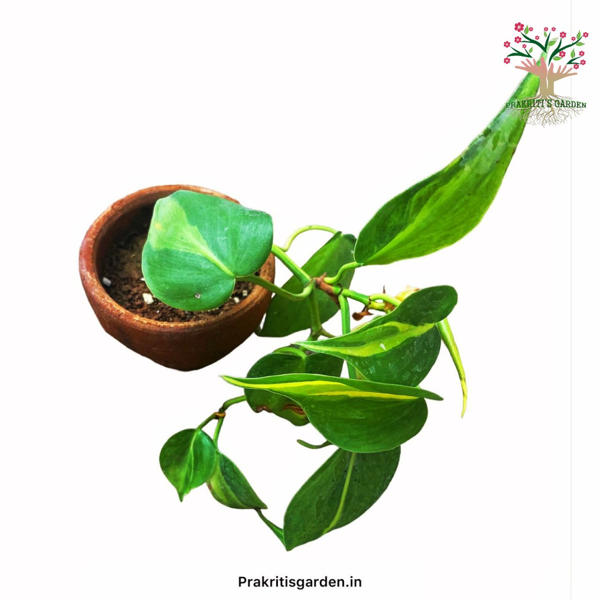 Philodendron scandens Brasil in hanging pot
