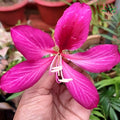 Pink kachnar (orchid tree) flower