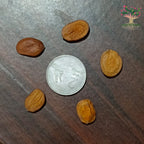 Pink kachnar seeds