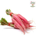 Red long radish