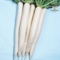 White radish (muli)