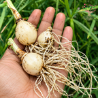 Rain Lily bulbs in hand
