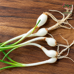 Rain Lily bulbs
