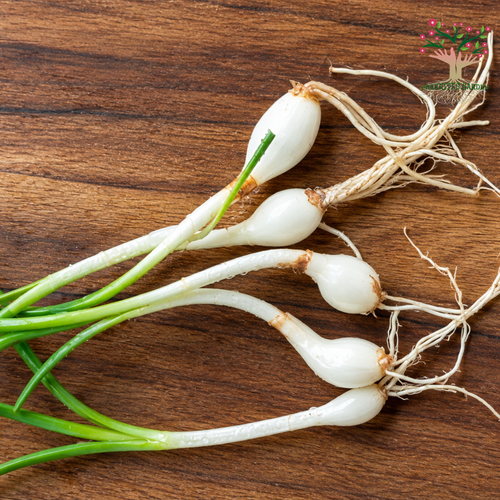 Rain Lily bulbs