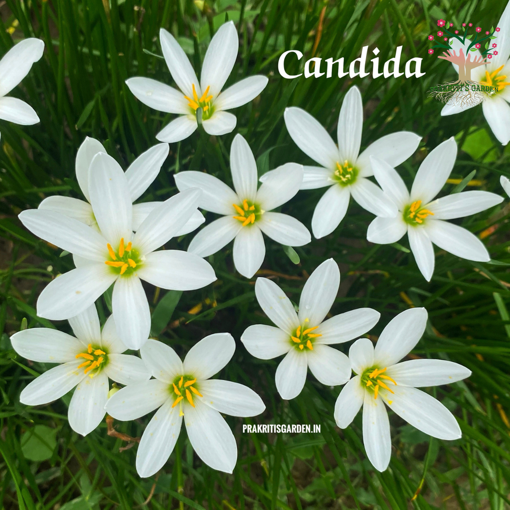 Rain Lily Candida white flowers