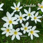 Rain Lily Candida white flowers
