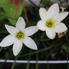 Rain Lily Candida white flowers