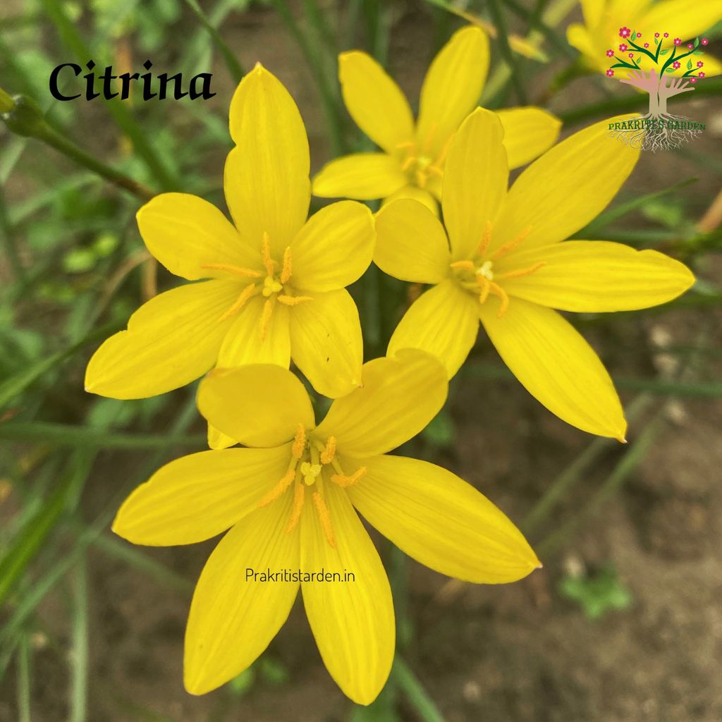 Rain Lily Citrina yellow flowers