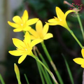Rain Lily Citrina yellow flowers