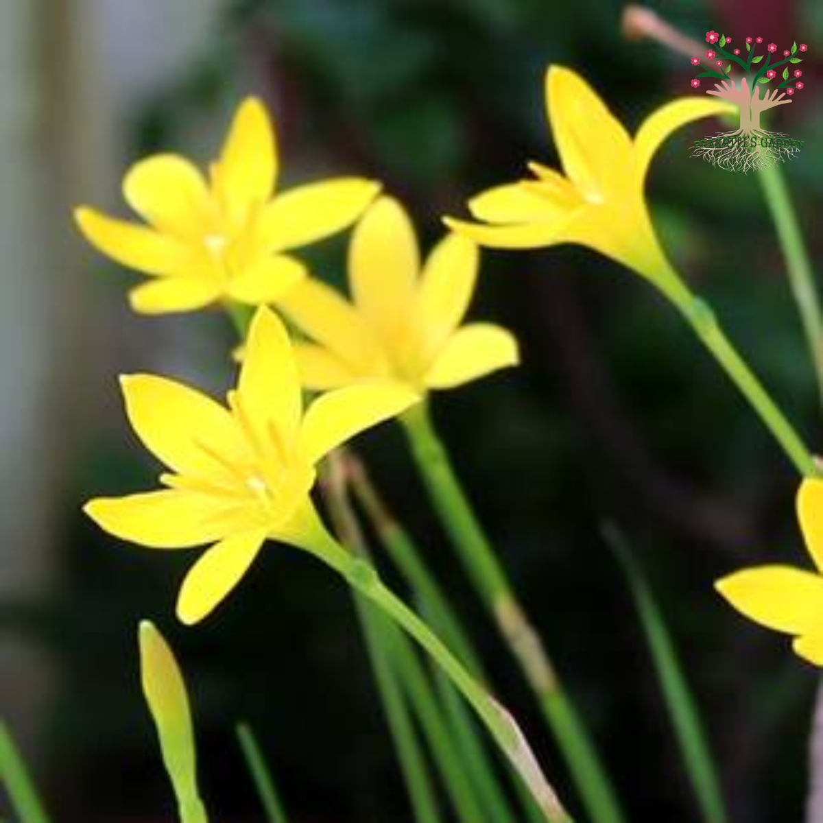 Rain Lily Citrina yellow flowers