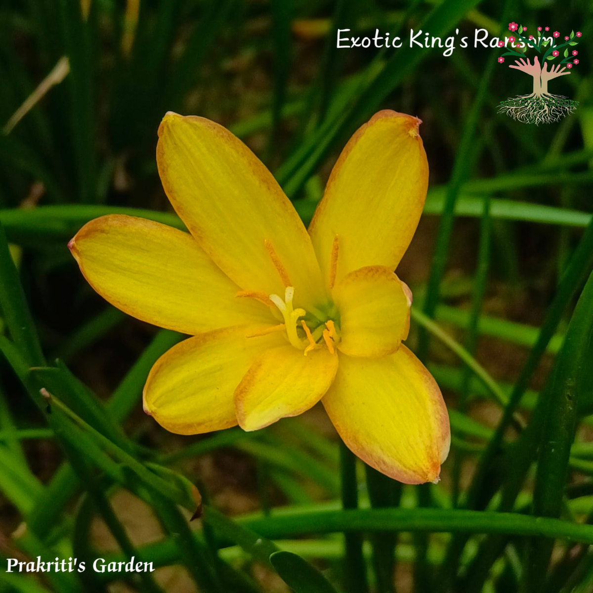 Rain Lily Exotic King's Ransom flower