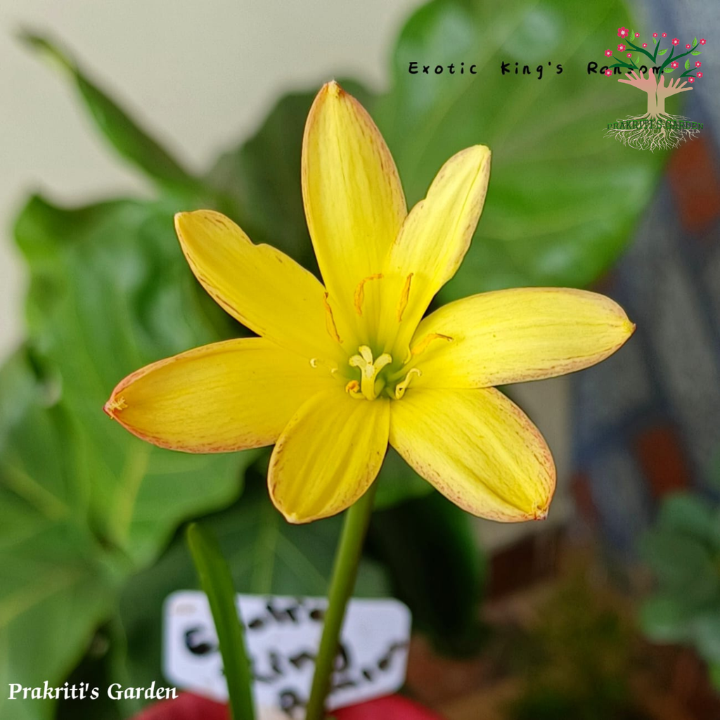 Rain Lily Exotic King's Ransom bloom