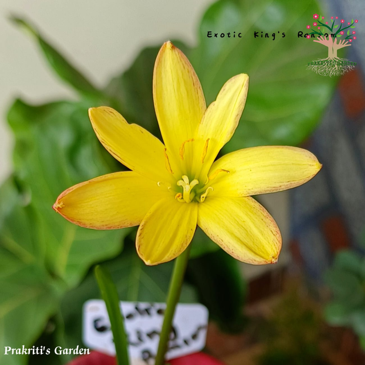 Rain Lily Exotic King's Ransom bloom