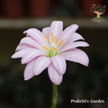 Rain Lily Fidelity Charm flower