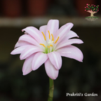 Rain Lily Fidelity Charm flower