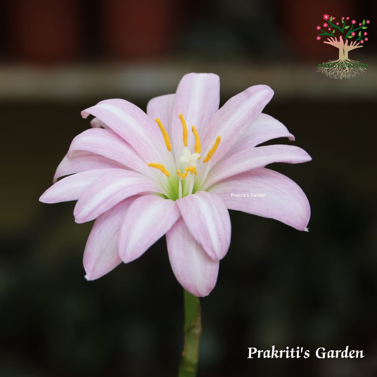 Rain Lily Fidelity Charm flower