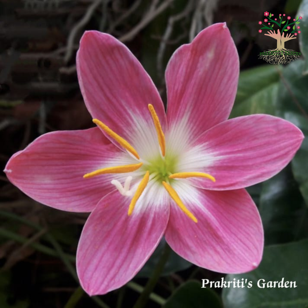 Rain Lily Firefly flower