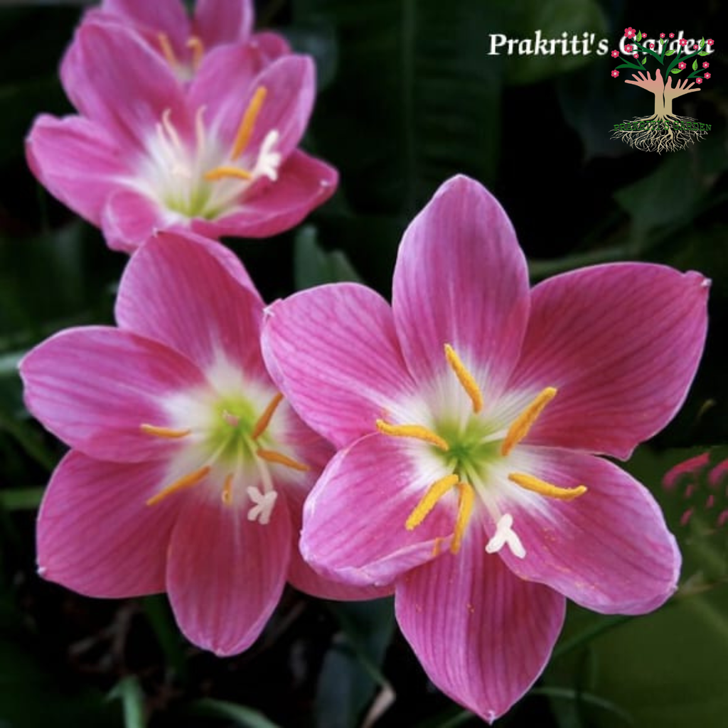 Rain Lily Firefly flowers in bloom