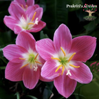 Rain Lily Firefly flowers in bloom
