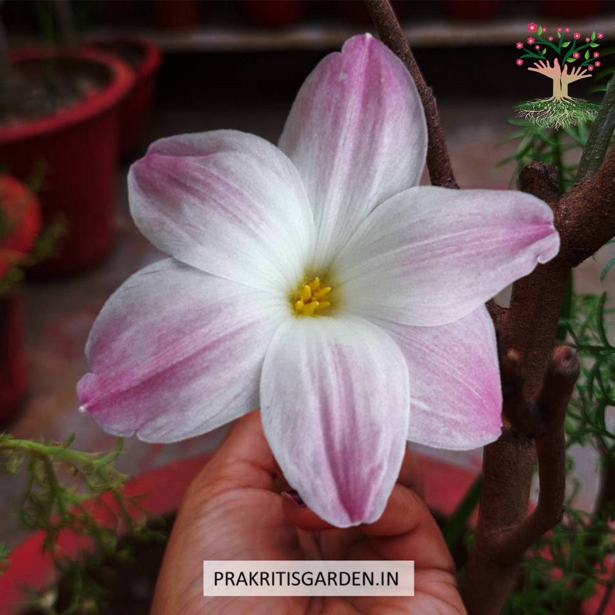 Rain Lily Lily Pie flower