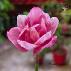 Rain Lily Madame Butterfly flower