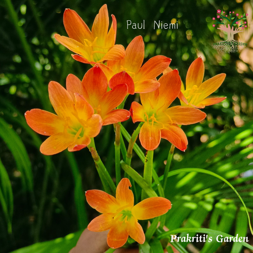 Rain Lily Paul Niemi orange flowers