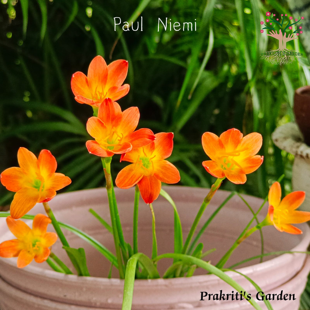 Rain Lily Paul Niemi flowers in pot