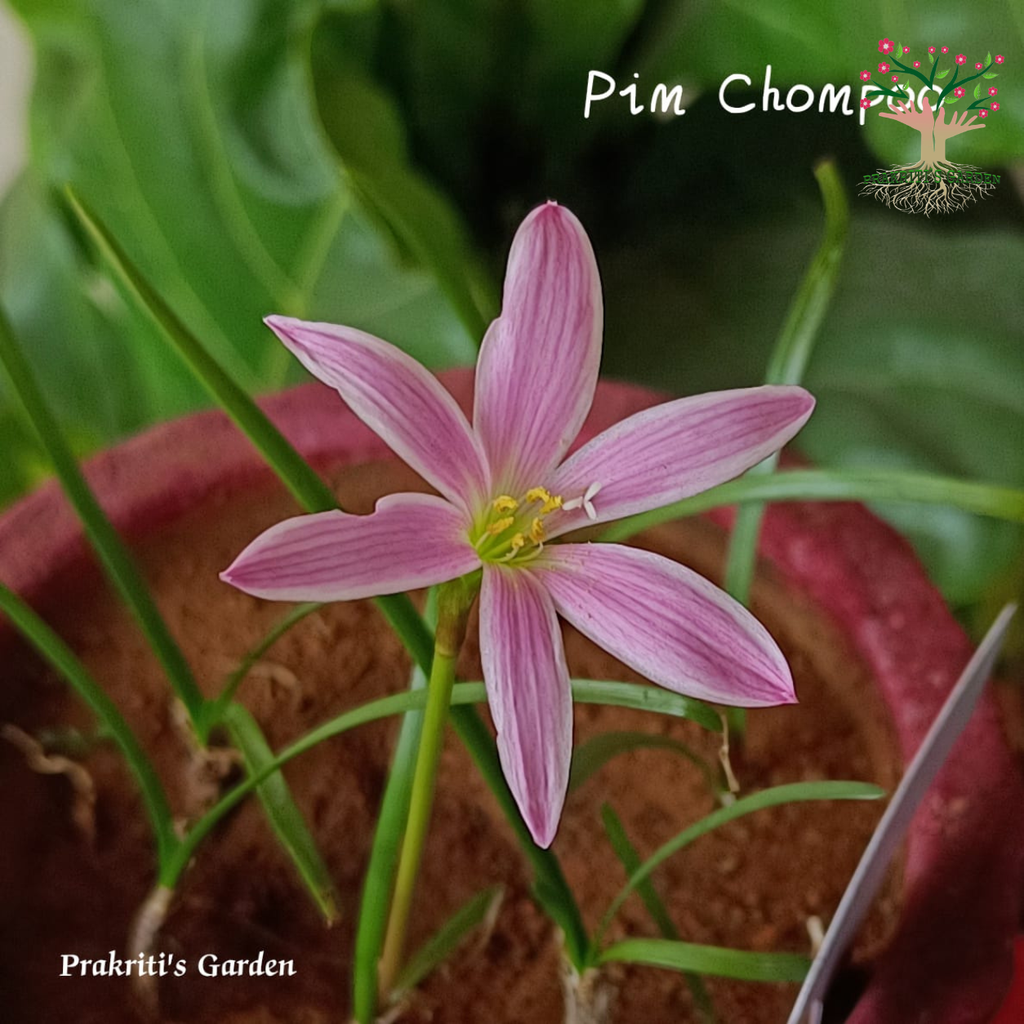 Rain Lily Pim Chompoo flower