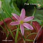 Rain Lily Pim Chompoo flower