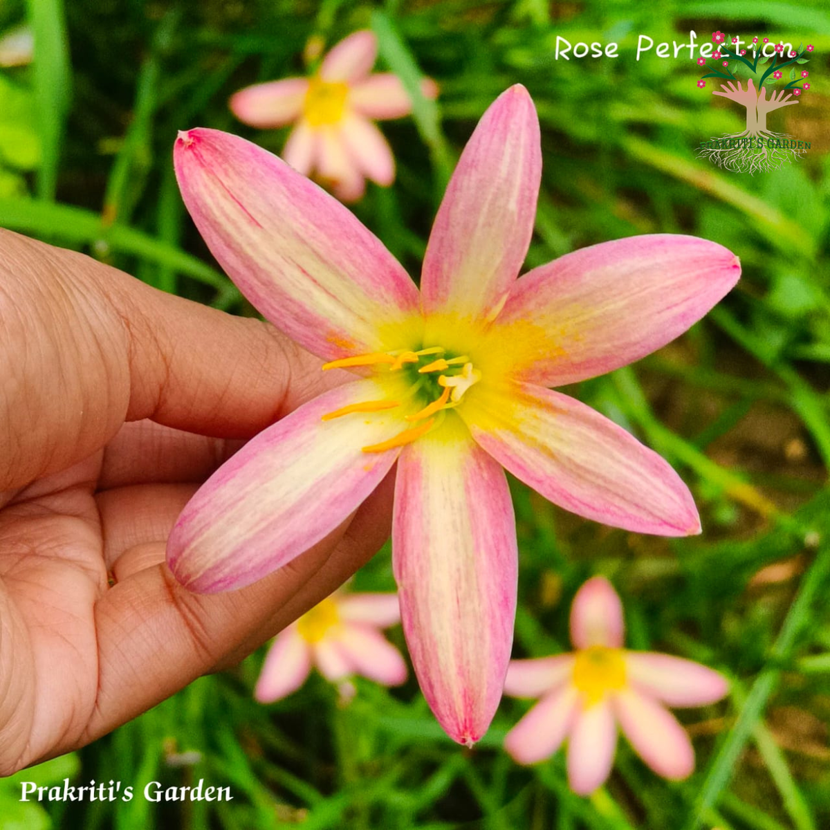 Rain Lily Rose Perfection flower