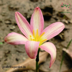 Rain Lily Rose Perfection bloom