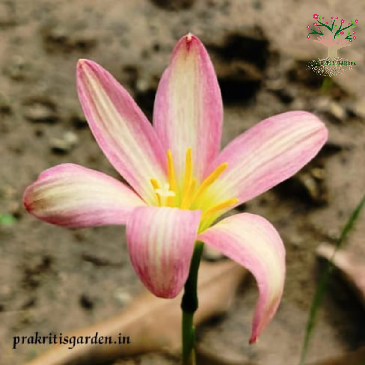 Rain Lily Rose Perfection bloom