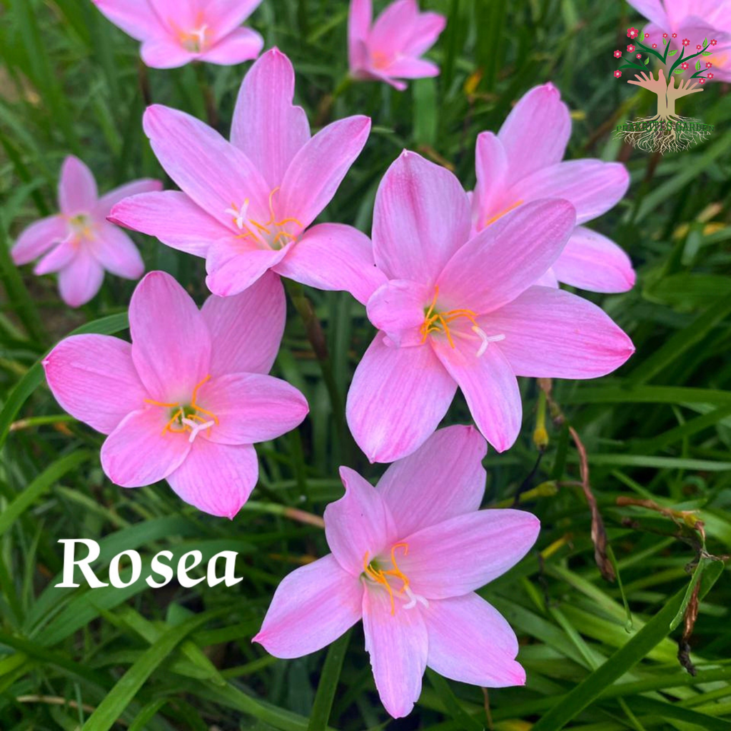 Rain Lily Rosea light pink flowers