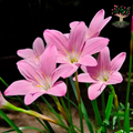 Rain Lily Rosea light pink flowers
