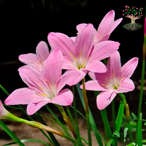 Rain Lily Rosea light pink flowers