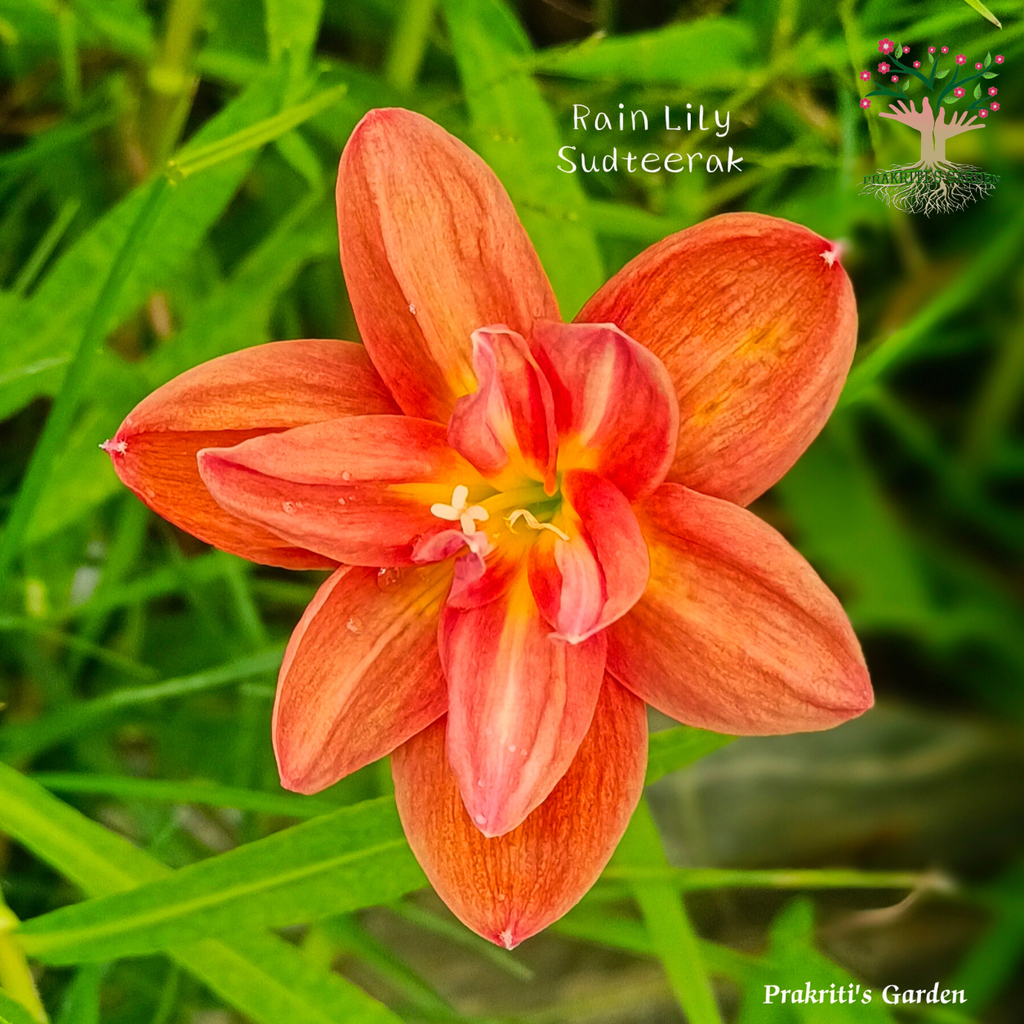 Rain Lily Sudteerak flower