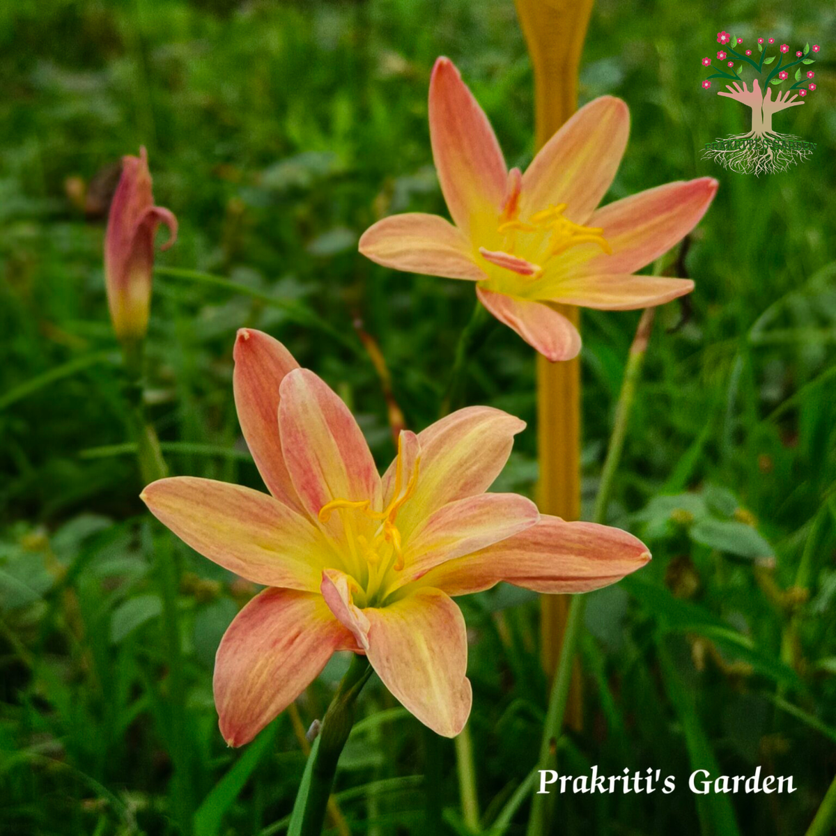 Rain Lily Yanti Chandra flowers