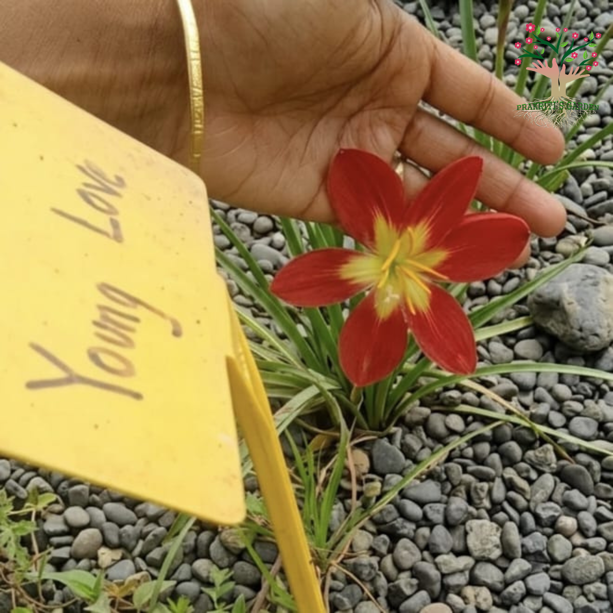 Rain Lily Young Love labelled plant