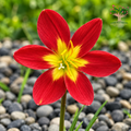 Rain Lily Young Love flower
