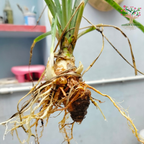 Rajnigandha tuberose bulb with roots