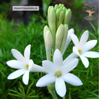 Rajnigandha tuberose flowers